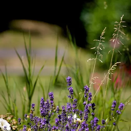 Boutique-hotel Alter Gerichtshof 4*